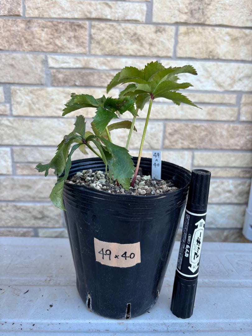 アンティークピエラ×千重咲ピンクピコティ★クリスマスローズ交配苗★未開花株★