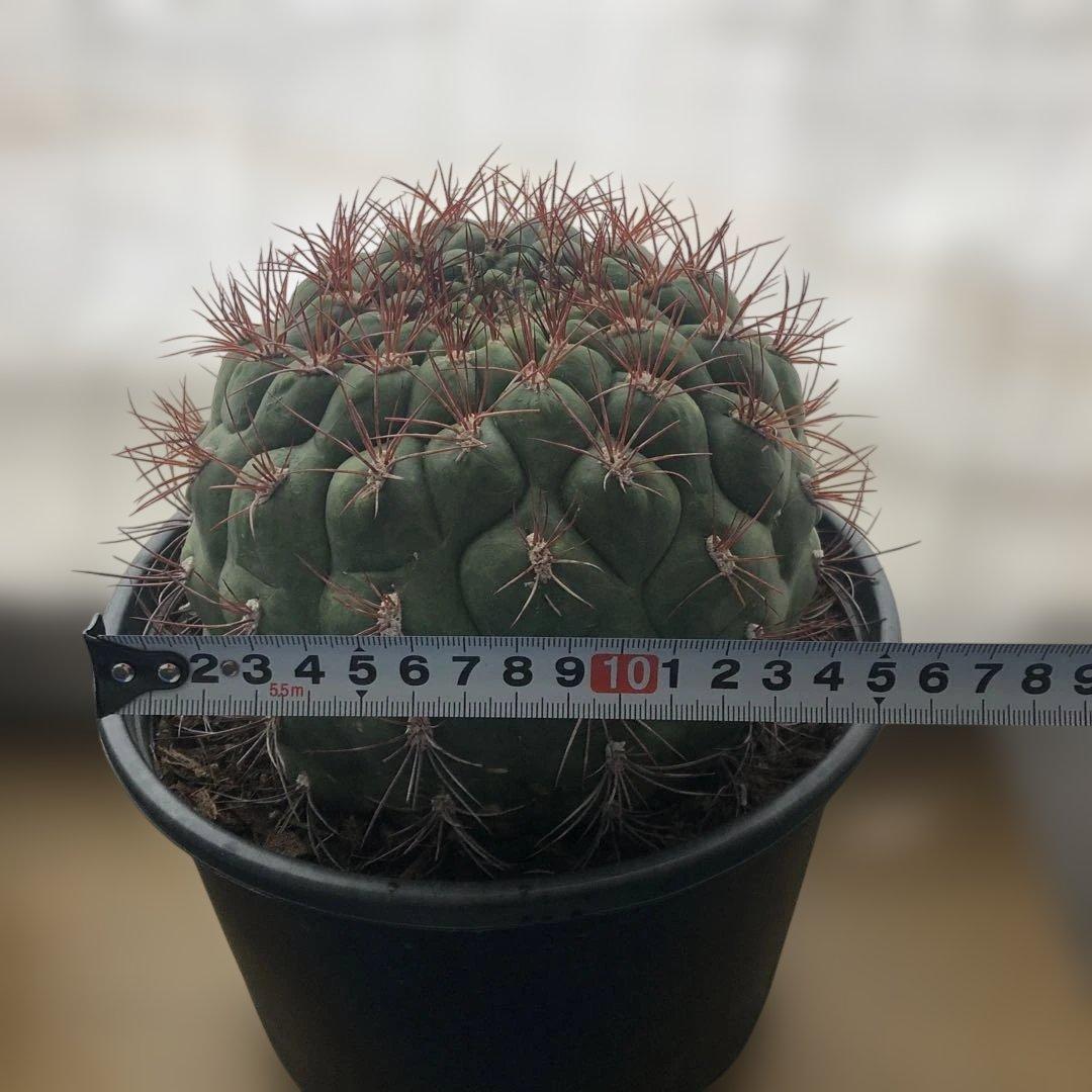 サボテン　フェロカクタス新天地 赤棘 6号ポット 1