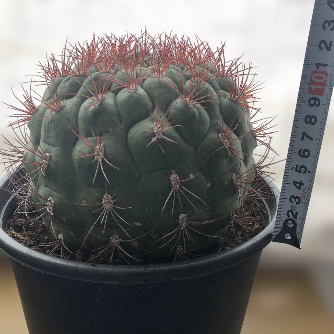 サボテン　フェロカクタス新天地 赤棘 6号ポット 1