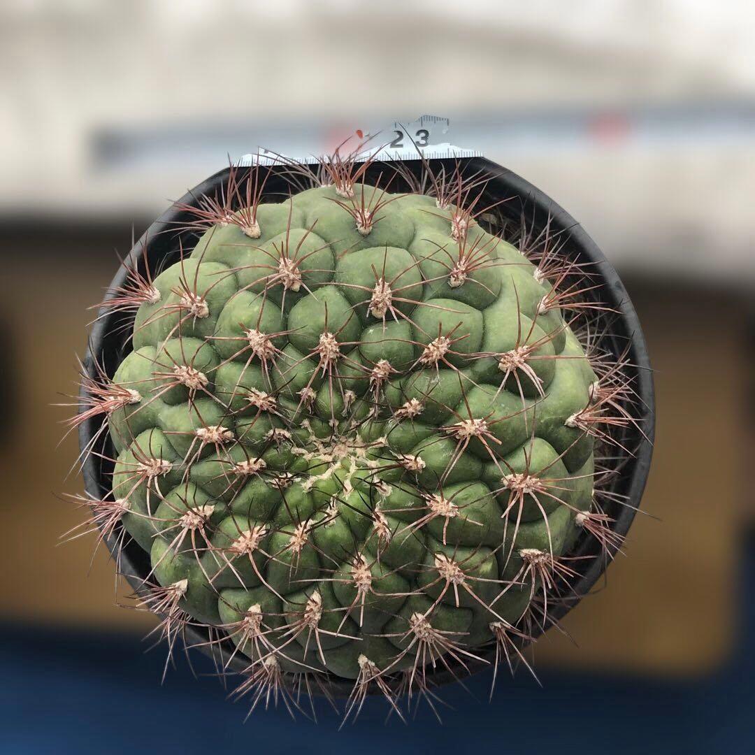 サボテン　フェロカクタス新天地 赤棘 6号ポット 1