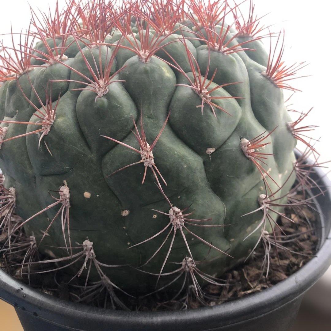 サボテン　フェロカクタス新天地 赤棘 6号ポット 1