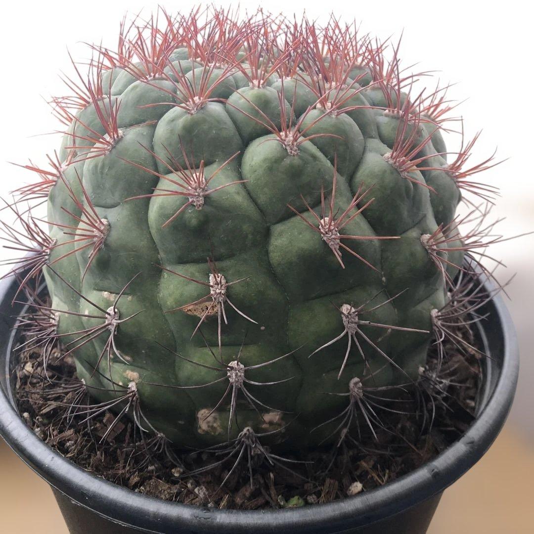 サボテン　フェロカクタス新天地 赤棘 6号ポット 1