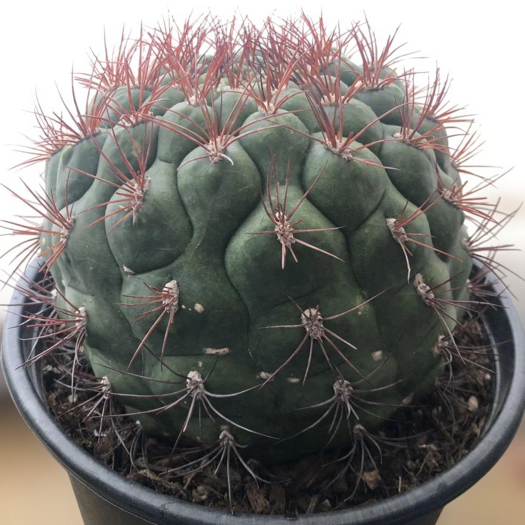 サボテン　フェロカクタス新天地 赤棘 6号ポット 1
