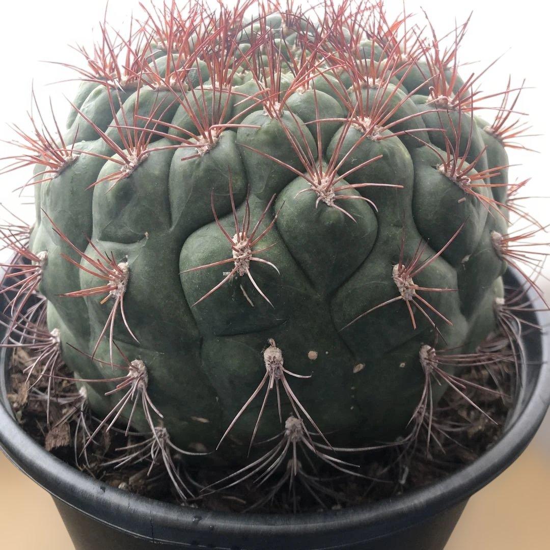 サボテン　フェロカクタス新天地 赤棘 6号ポット 1