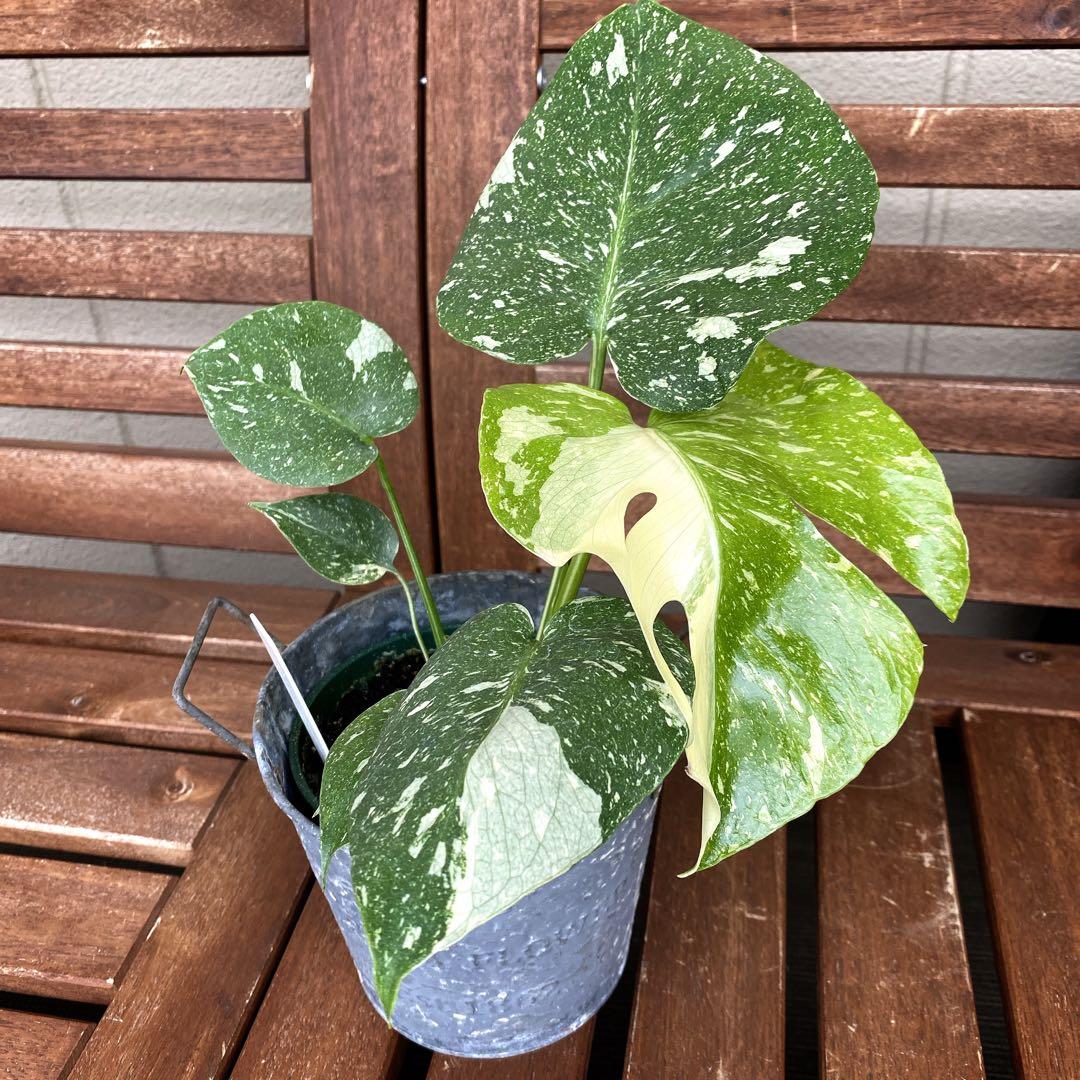 モンステラ　斑入り　イエローモンスター　タイコンステレーション