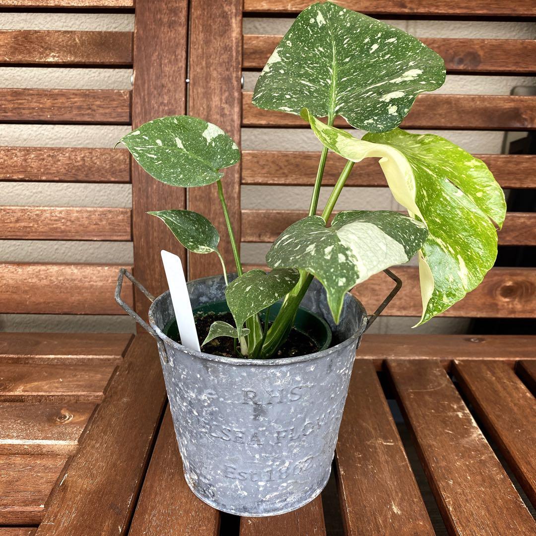 モンステラ　斑入り　イエローモンスター　タイコンステレーション