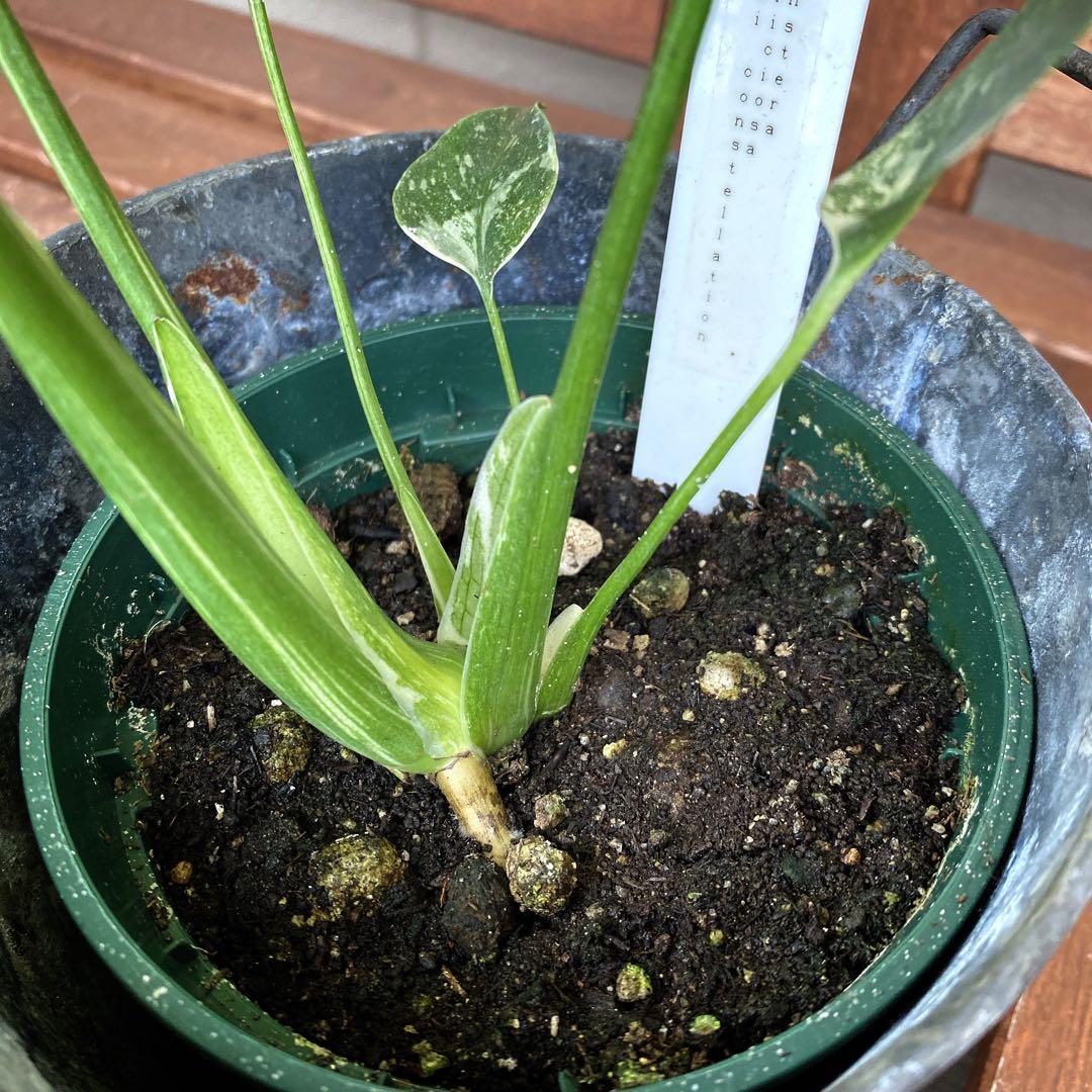 モンステラ　斑入り　イエローモンスター　タイコンステレーション