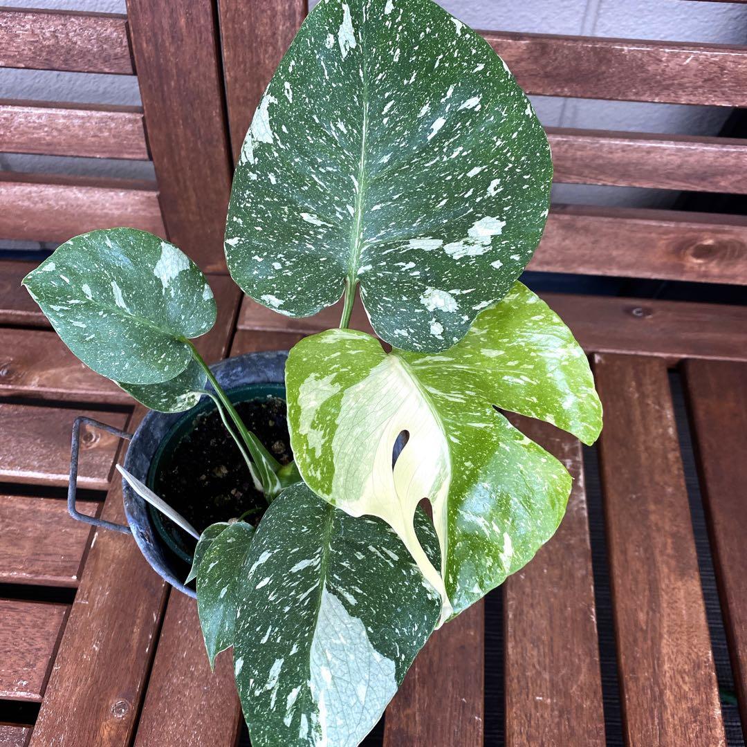 モンステラ　斑入り　イエローモンスター　タイコンステレーション