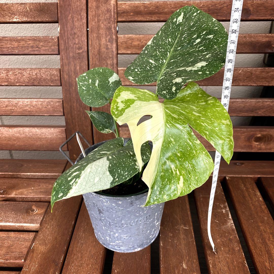 モンステラ　斑入り　イエローモンスター　タイコンステレーション