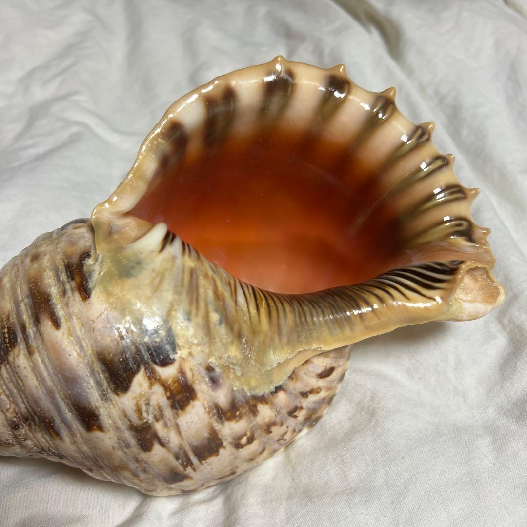 法螺貝　肉厚　置物　吹奏楽