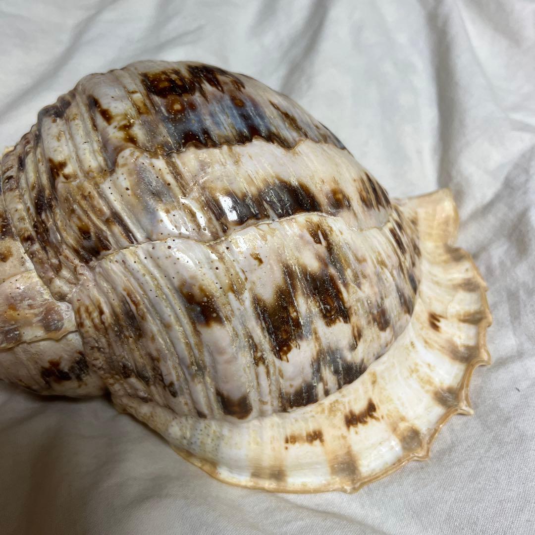 法螺貝　肉厚　置物　吹奏楽