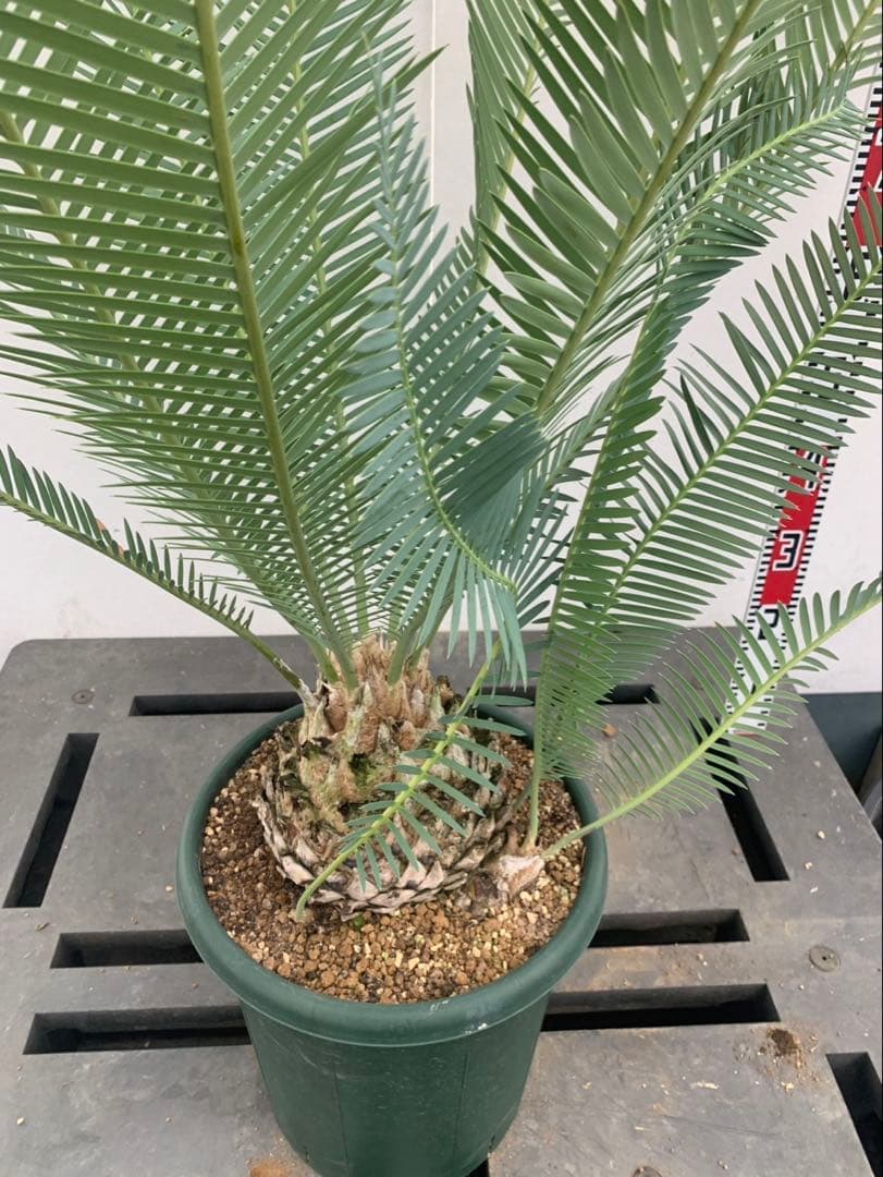 ディオーン　　エデュレ