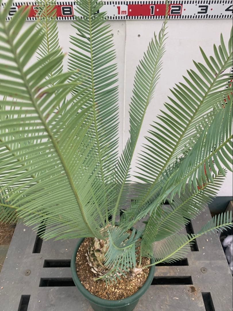 ディオーン　　エデュレ