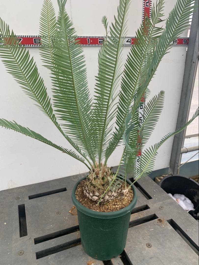 ディオーン　　エデュレ