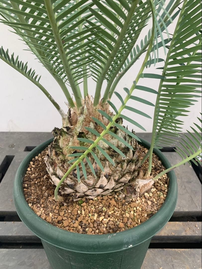 ディオーン　　エデュレ