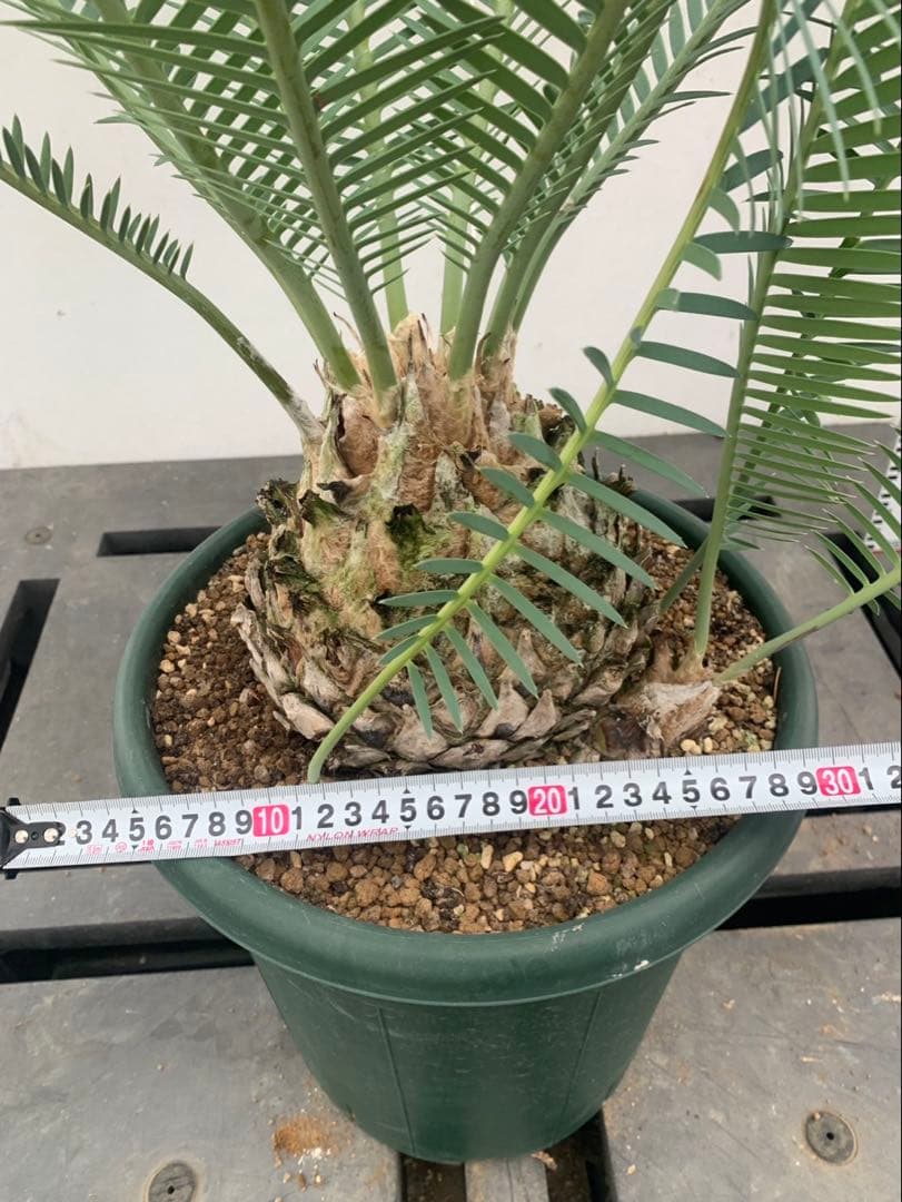 ディオーン　　エデュレ