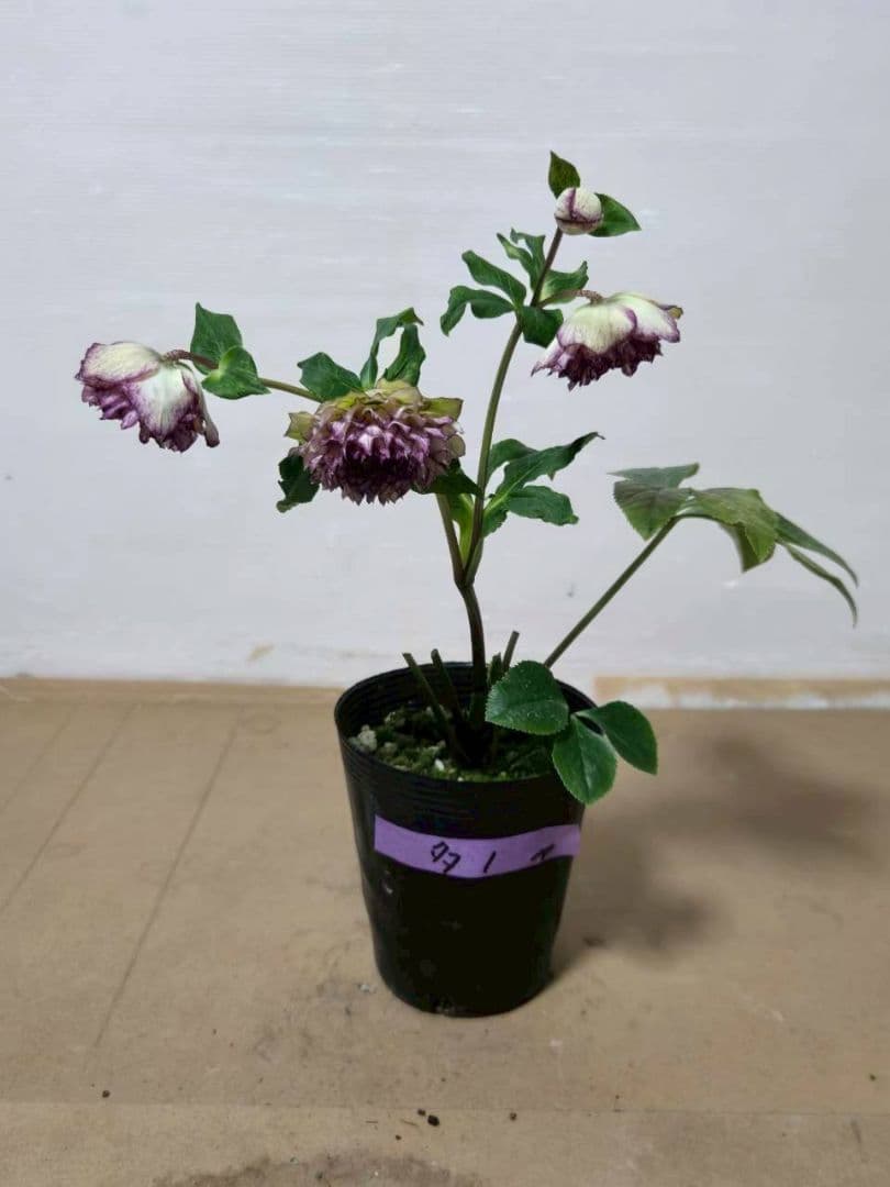 ☆クリスマスローズ☆超多弁咲き☆4.5号鉢☆