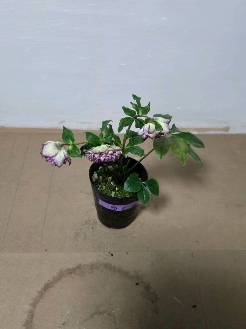 ☆クリスマスローズ☆超多弁咲き☆4.5号鉢☆