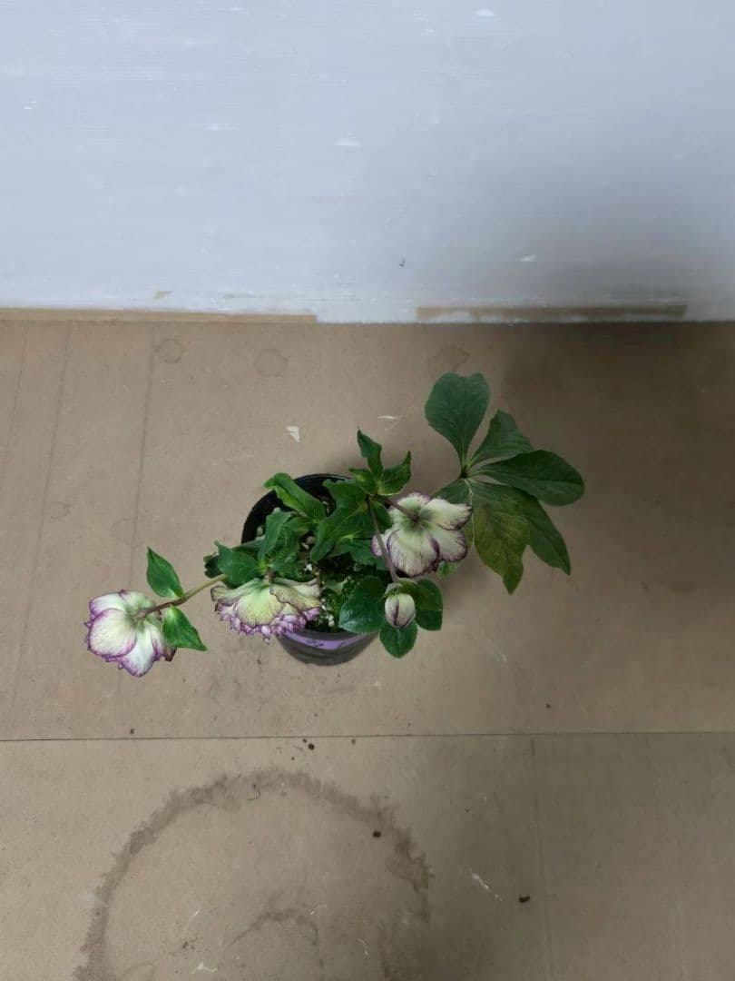 ☆クリスマスローズ☆超多弁咲き☆4.5号鉢☆