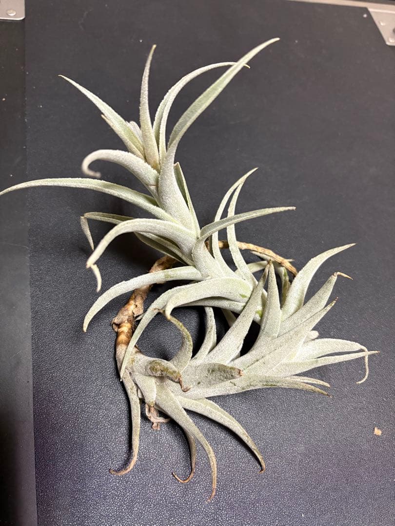 Tillandsia edithae チランジア エディシアエ 大株