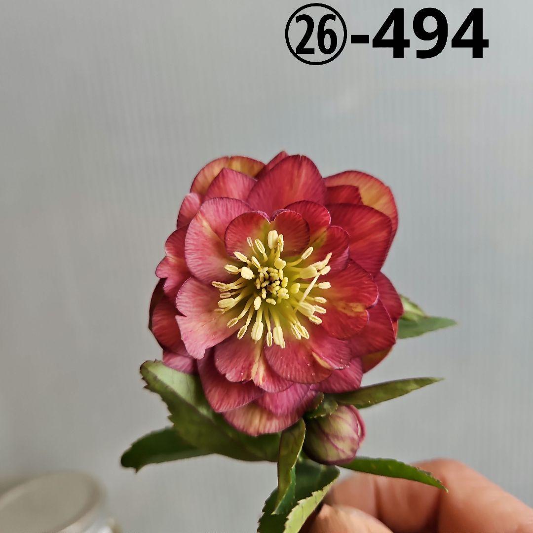 ㉖-494クリスマスローズ