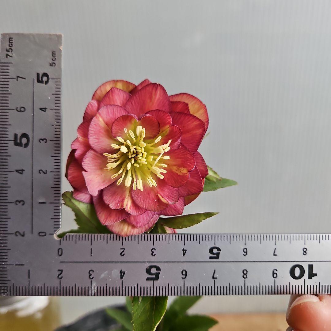 ㉖-494クリスマスローズ