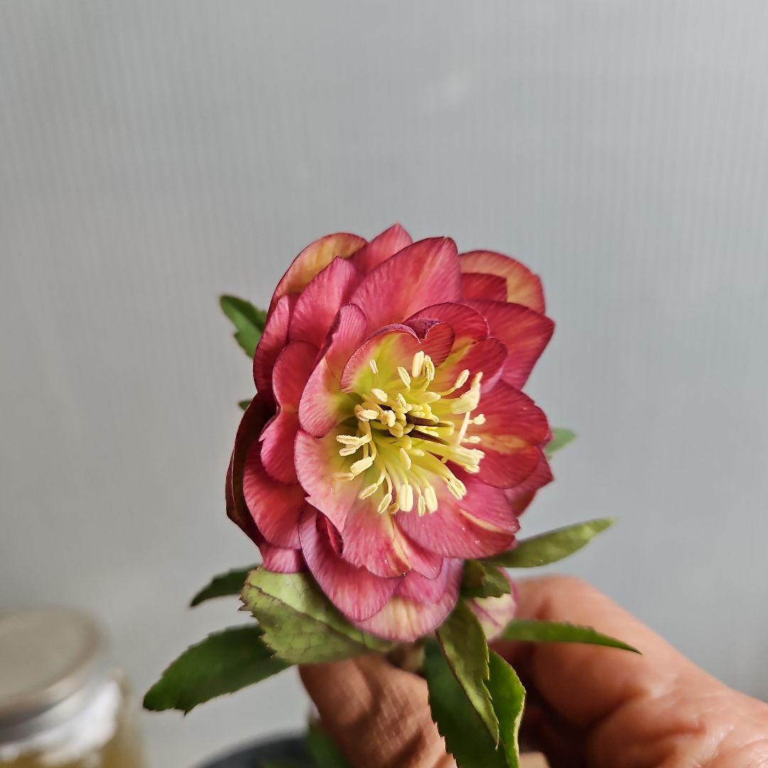 ㉖-494クリスマスローズ