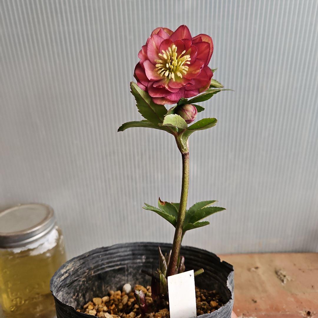 ㉖-494クリスマスローズ