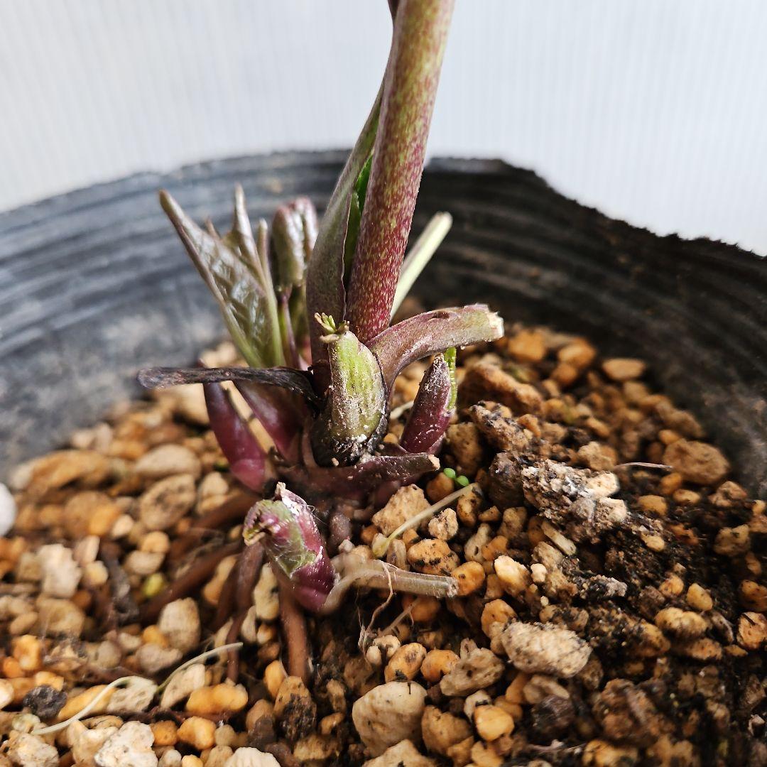 ㉖-494クリスマスローズ