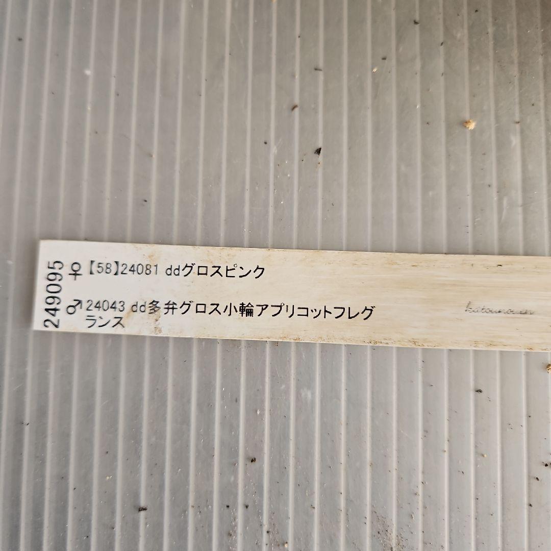 ㉖-494クリスマスローズ