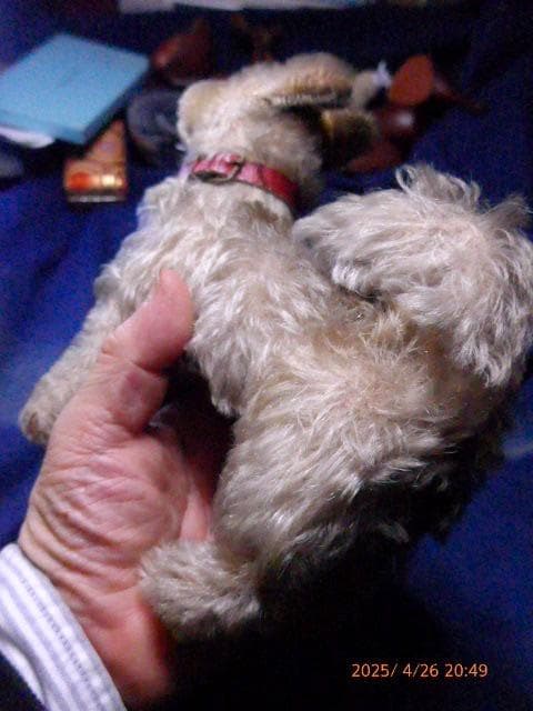 50年代のシュタイフの犬のぬいぐるみです。貴重です