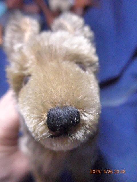 50年代のシュタイフの犬のぬいぐるみです。貴重です