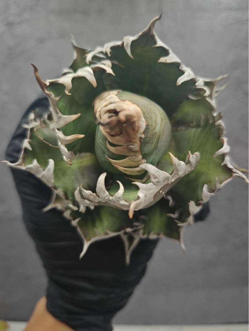 ボ*ス様 アガベ チタノタ “ゴリ猫”地獄猫 スーパーコンパクト 強棘