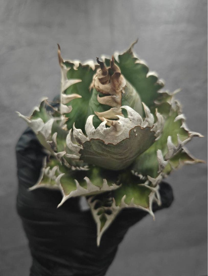 ボ*ス様 アガベ チタノタ “ゴリ猫”地獄猫 スーパーコンパクト 強棘