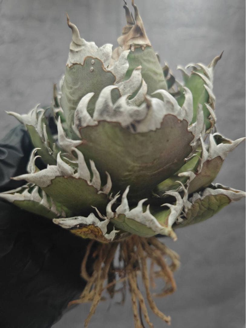 ボ*ス様 アガベ チタノタ “ゴリ猫”地獄猫 スーパーコンパクト 強棘