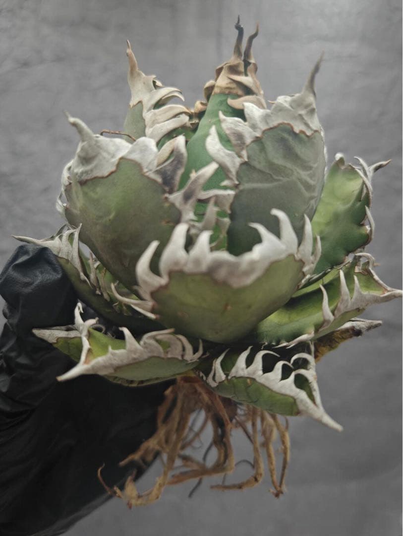 ボ*ス様 アガベ チタノタ “ゴリ猫”地獄猫 スーパーコンパクト 強棘