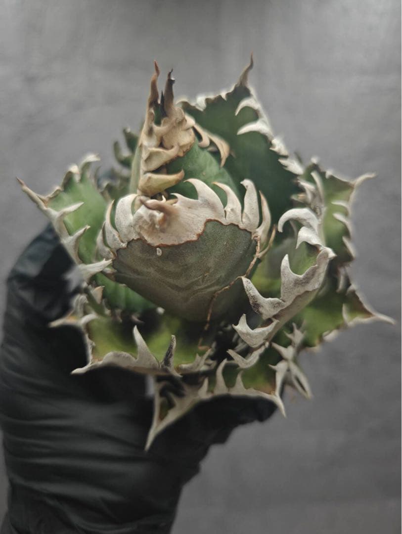 ボ*ス様 アガベ チタノタ “ゴリ猫”地獄猫 スーパーコンパクト 強棘