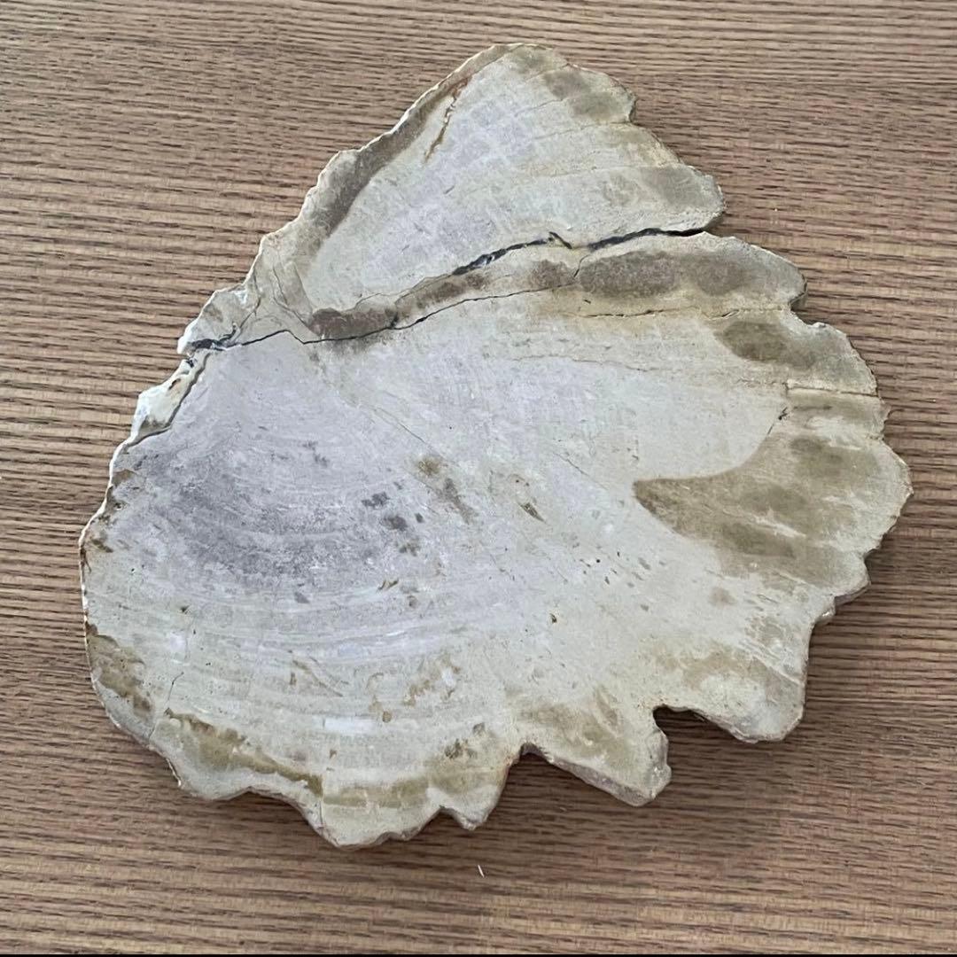 4点おまとめ/珪化木 木化石 ペトリファイドウッド