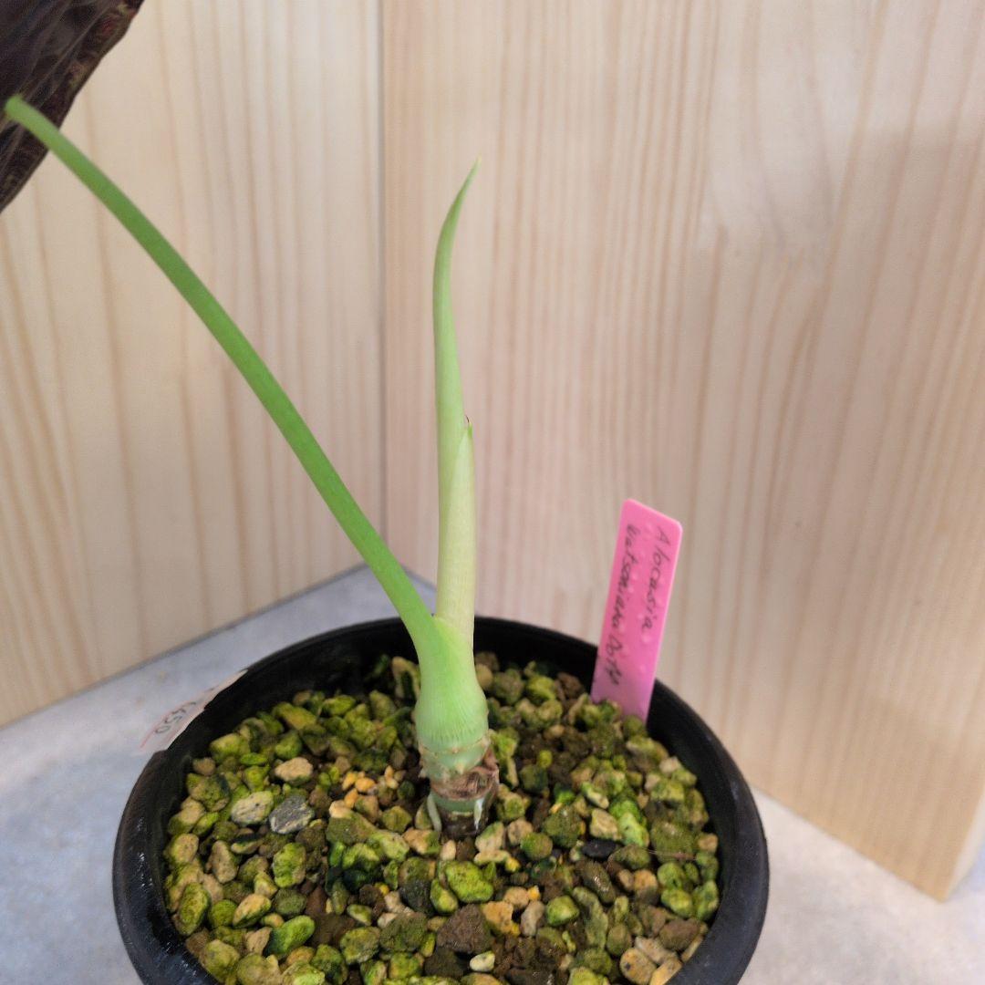 アロカシア　ワトソニアナ　ドフ①