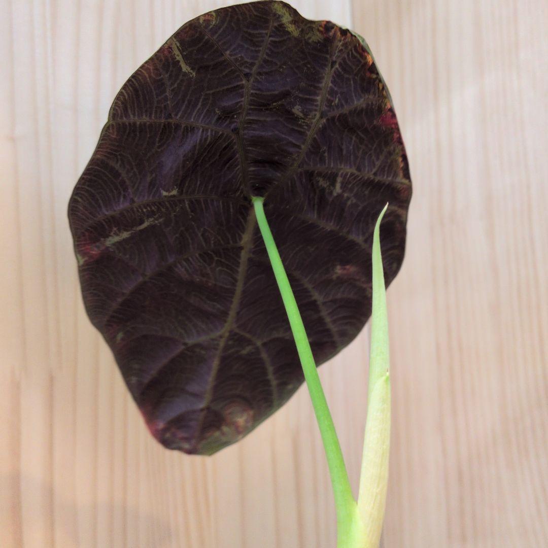 アロカシア　ワトソニアナ　ドフ①