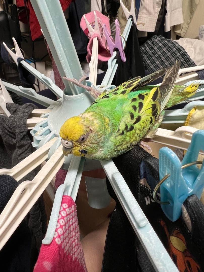 ぬまこ様確認様