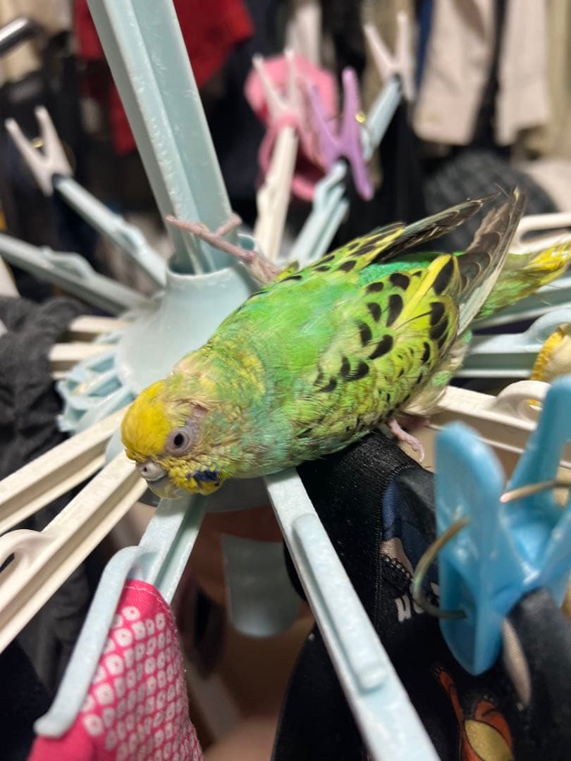 ぬまこ様確認様