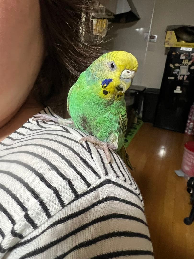 ぬまこ様確認様