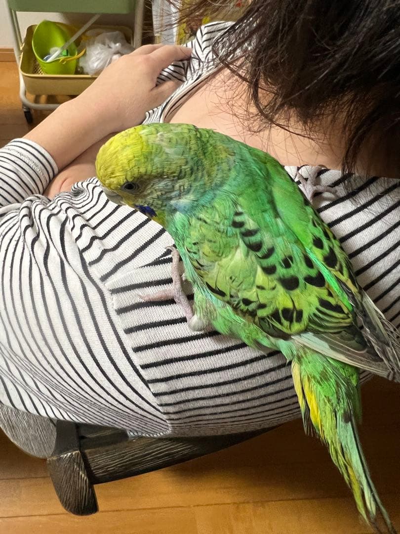 ぬまこ様確認様