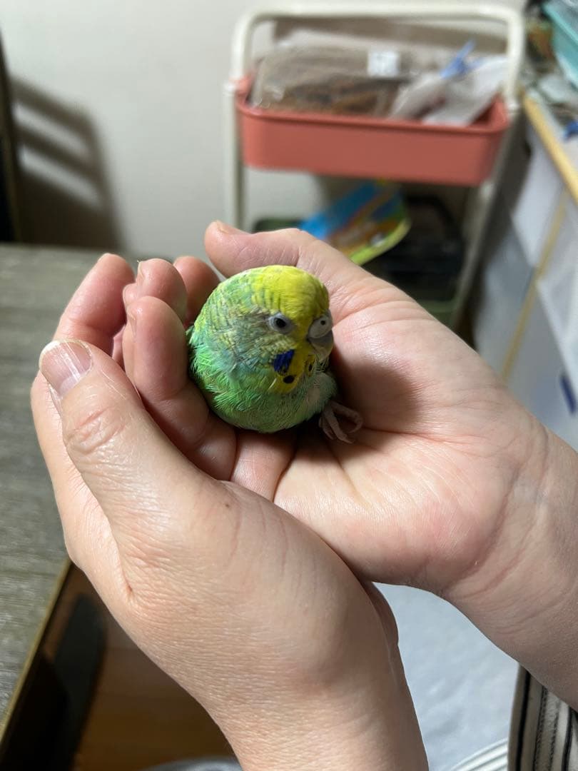 ぬまこ様確認様