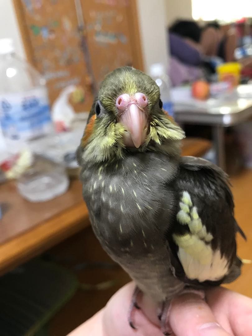 ぬまこ様確認様