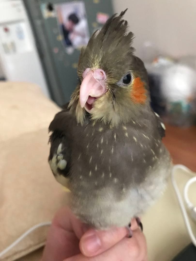 ぬまこ様確認様