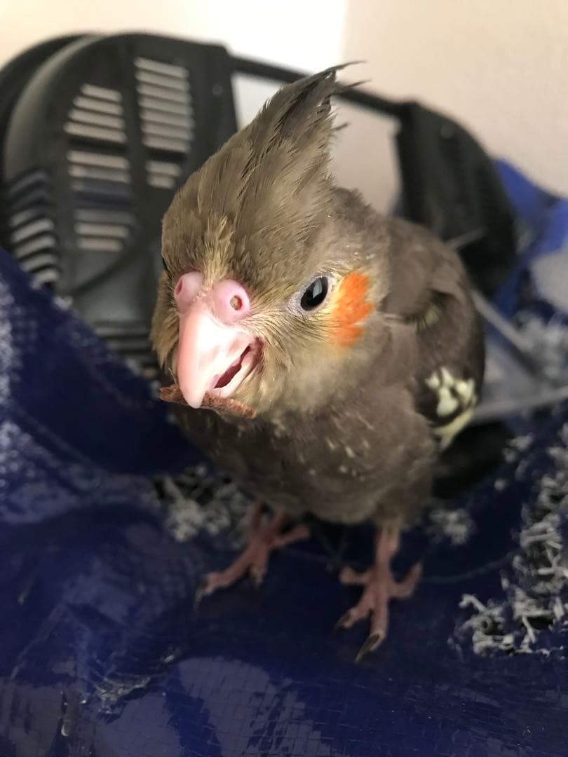 ぬまこ様確認様