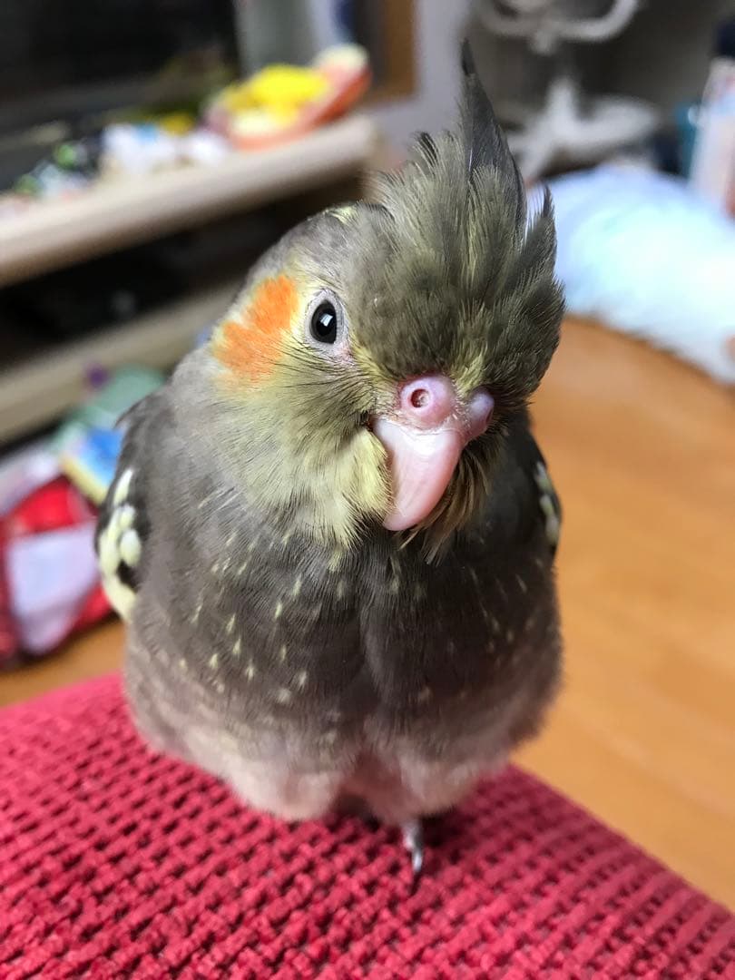 ぬまこ様確認様