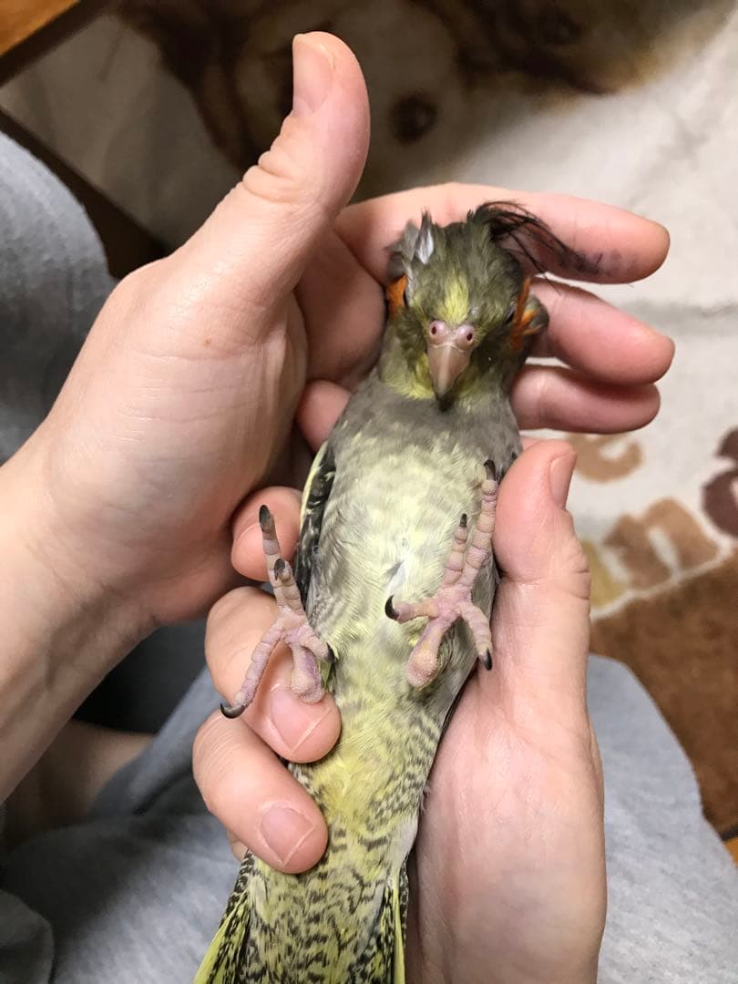 ぬまこ様確認様